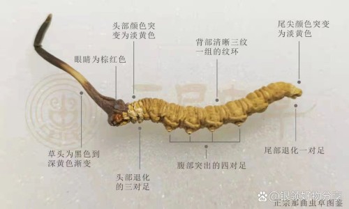 血脂清降脂效果如何-降血清脂胶囊网 - 血脂清降脂效果如何,降血清脂胶囊的功效